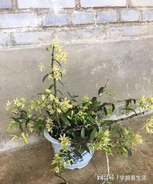 陽臺綠植新風(fēng)尚 自種人參靈芝石斛與西洋參，養(yǎng)生健康觸手可及