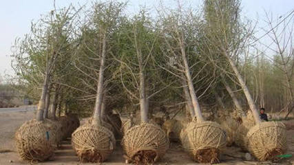 桃園針紡織品購(gòu)銷業(yè)務(wù)概述